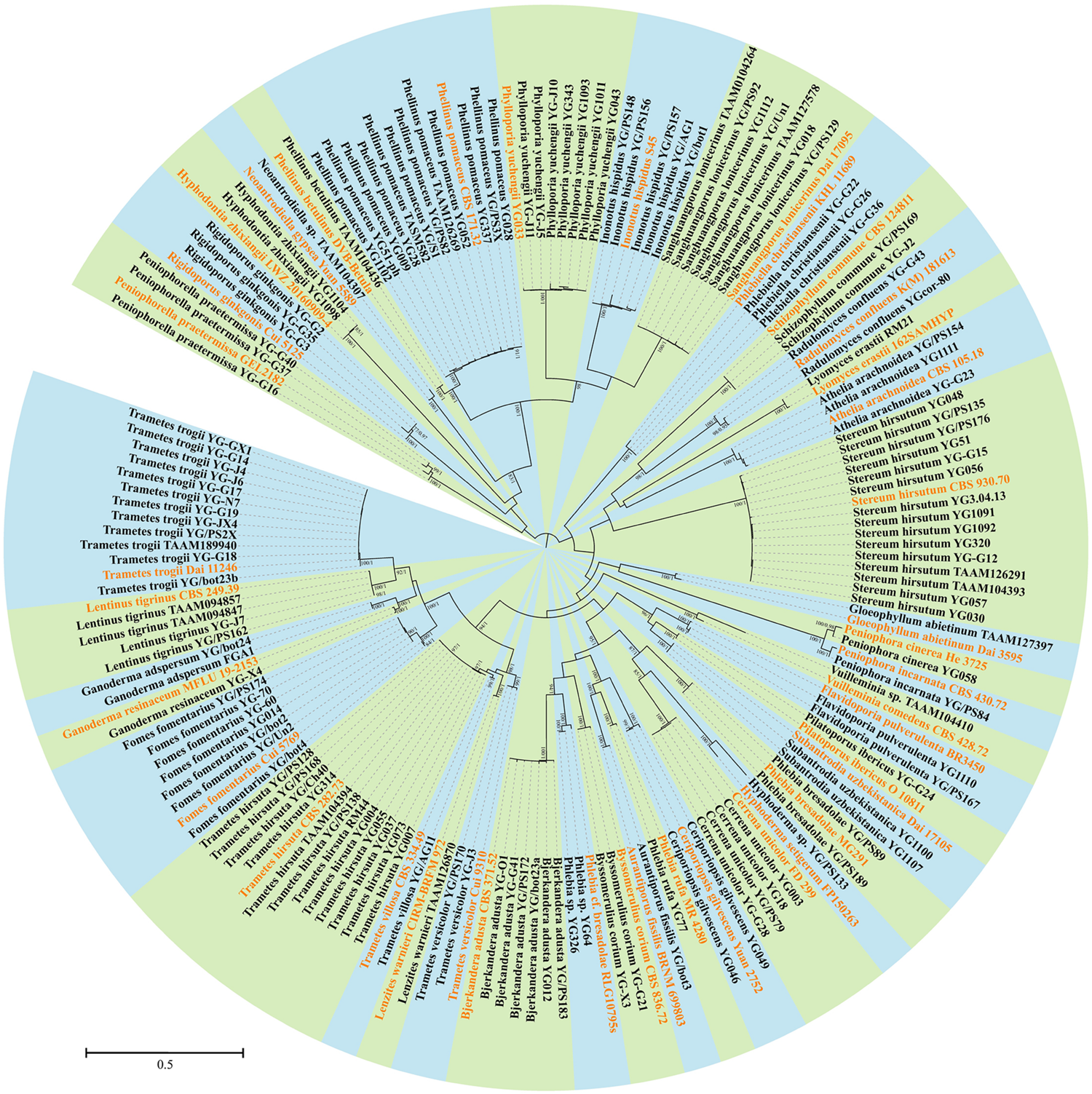 Fungi